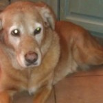 What to Say to Kids When a Pet is Dying